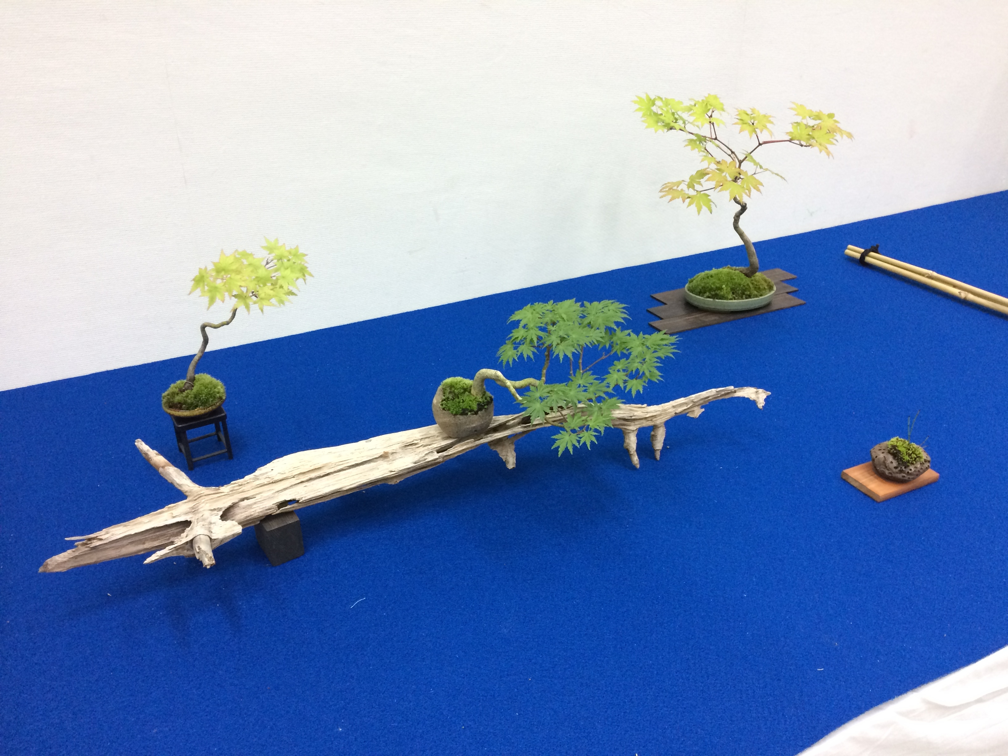 日進市民会館 盆栽展 2018