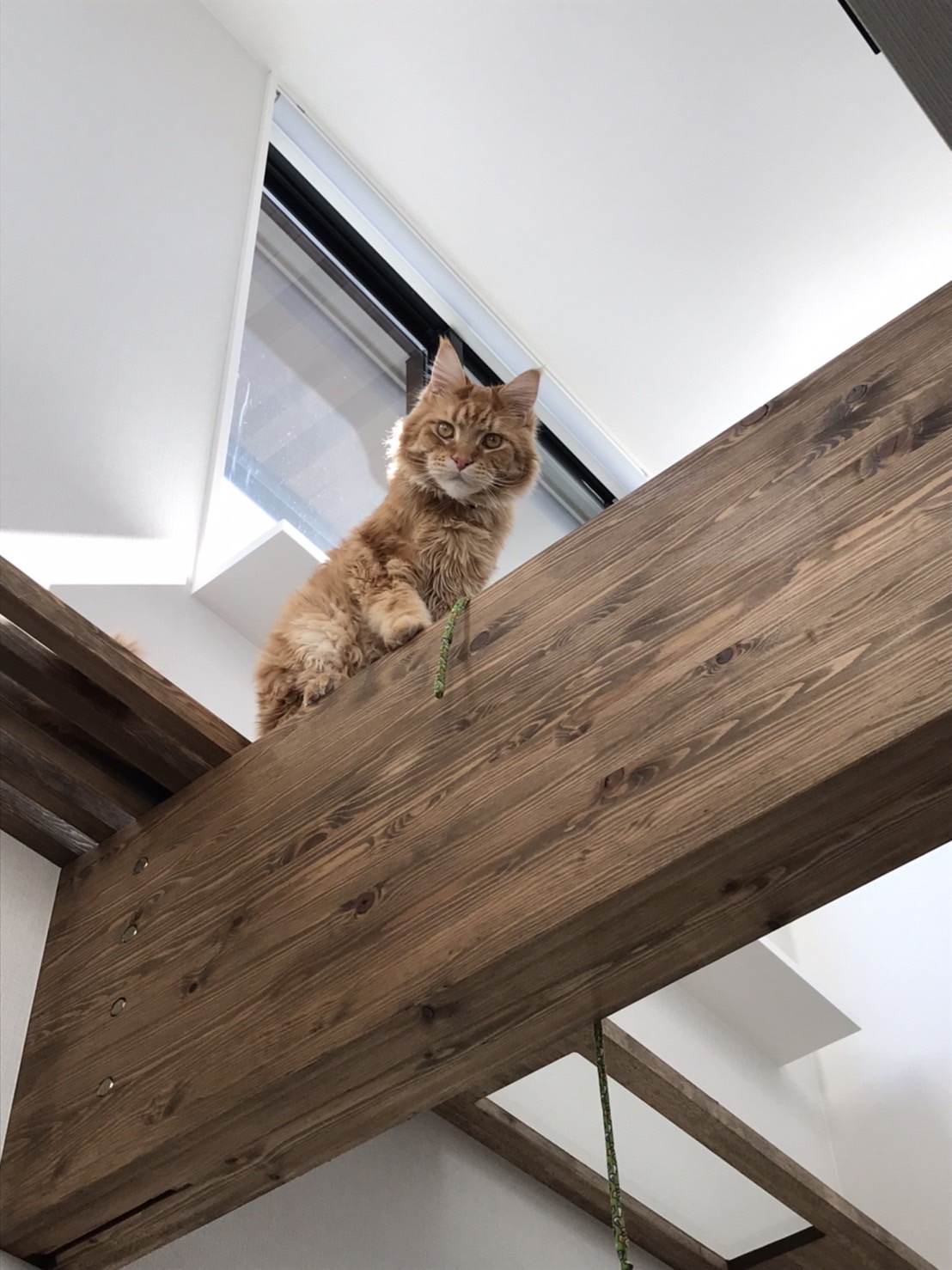 猫の気持ちが分かる建築士と建てる家